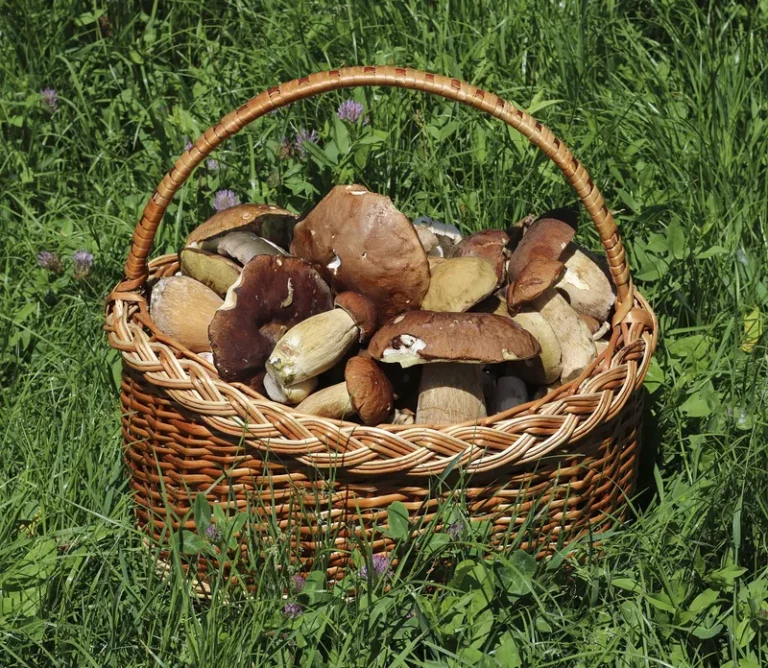 Champignons en Corse : une communication du risque discrète