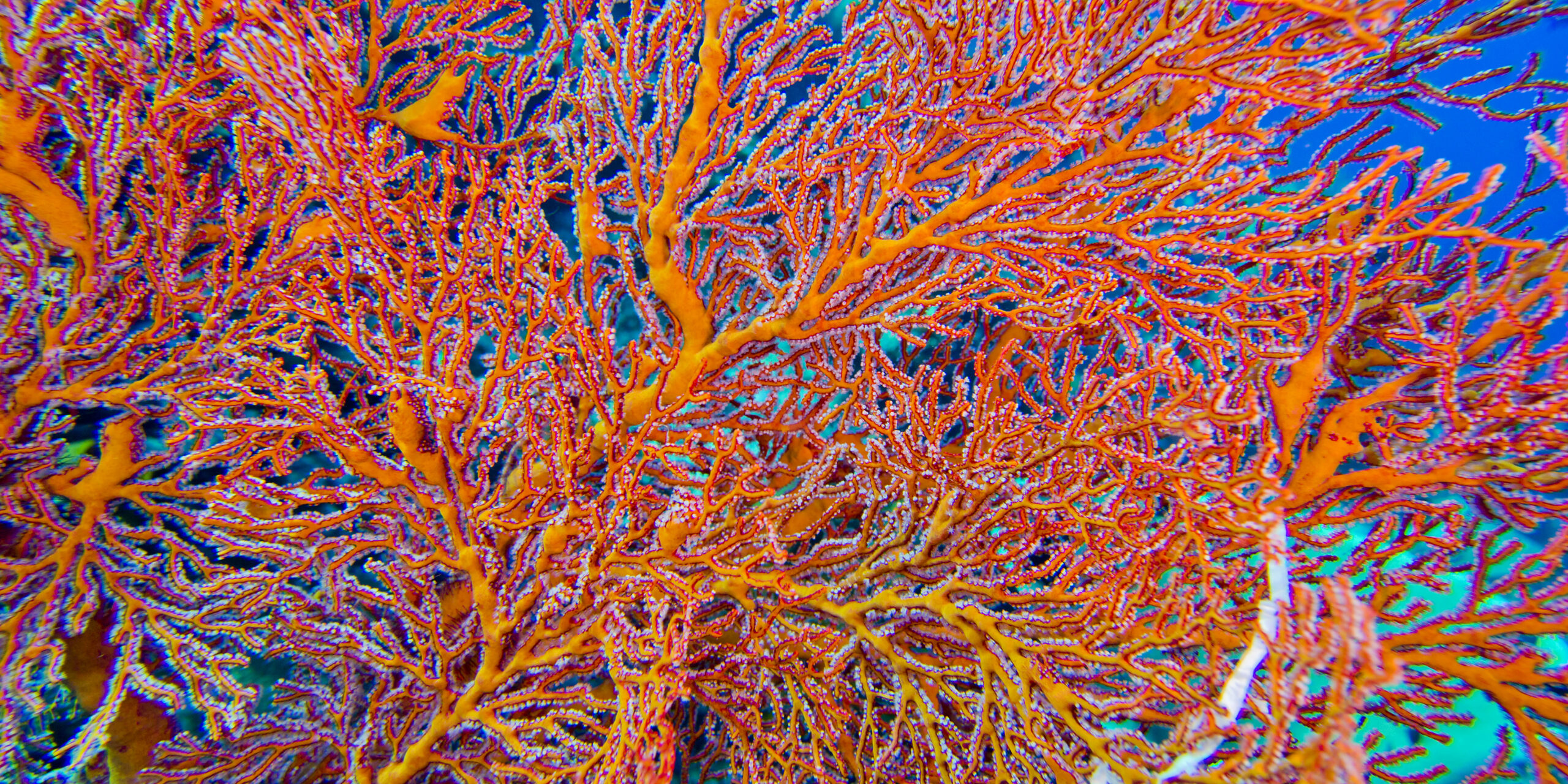 corail rouge corse lisa barbolosi studio o lisa